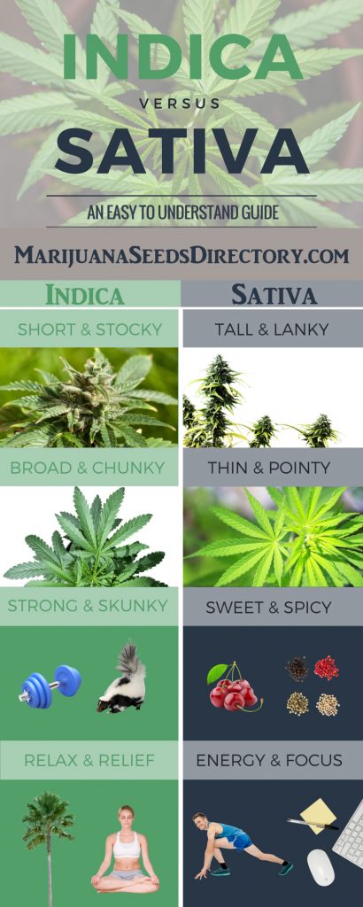 Differences Between Indica and Sativa Infographic